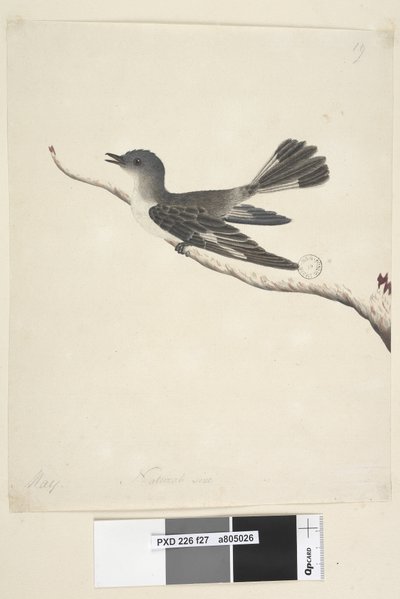 第27页。自然大小的连帽罗宾，雌性黑斑c，1791-92年 作者 未知艺术家