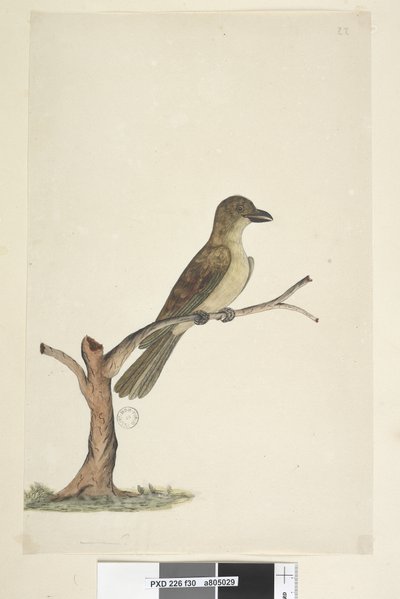 第30页。诺福克岛黑鸟？ Aplonis fuscus，女，1791-92年 作者 未知艺术家