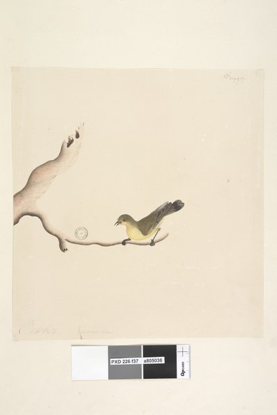 第37页。十月。自然尺寸的黄色犀鸟Acanthiza nana，1791-92年 作者 未知艺术家
