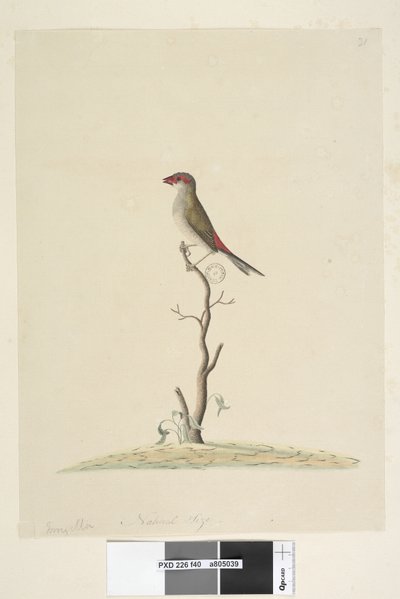 第40页。收藏夹。红色自然尺寸，眉毛雀科新奇亚临时Aegintha临时，1791-92年 作者 未知艺术家