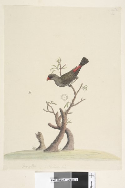 第42页。在另一只手的下中央自然尺寸的钻石火尾Stagonopleura guttata，1791-92年 作者 未知艺术家