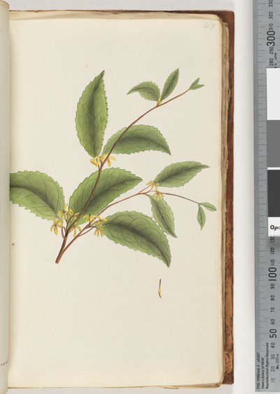 Page 48.身份不明的植物 作者 不明