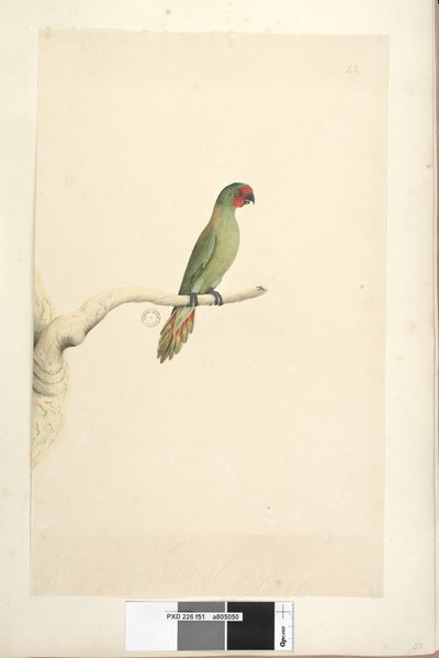 第51页。自然尺寸小只小鹦鹉（Lorikeet Glossopsitta pusilla），1791-92年 作者 未知艺术家