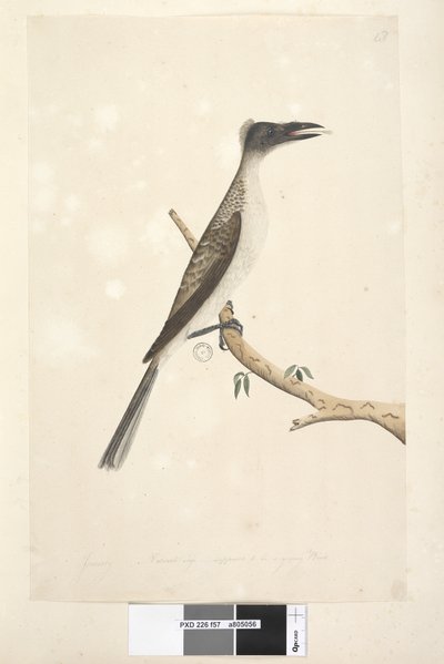 第57页。自然大小，应该是幼鸟嘈杂的Friarbird Philemon corniculatus，1791-92年 作者 未知艺术家