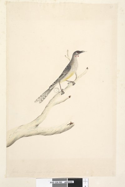 第60页。规模缩小至自然大小的一半红雀，Bird Anthochaera carunculata，1791-92年 作者 未知艺术家