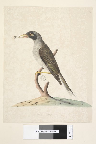 第62页。自然尺寸嘈杂的矿工Myzantha melanocephala，1791-92年 作者 未知艺术家