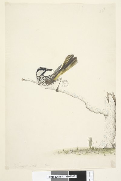 第67页。自然尺寸，六月白色，颊蜜金龟Phyidonyris nigra，1791-92 作者 未知艺术家
