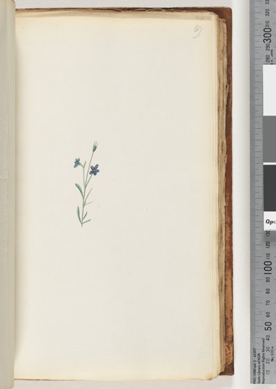 Page 69.身份不明的植物 作者 未知艺术家
