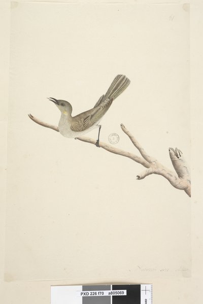 第70页。自然大小。 August Fuscous Honeyeater Lichenostomus fuscus，1791-92 作者 未知艺术家