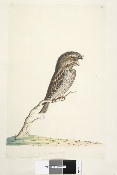 第78页。在另一只手的下中央，自然大小的1-2黄褐色的Frogmouth Podargus strigoides，1791-92年 作者 未知艺术家