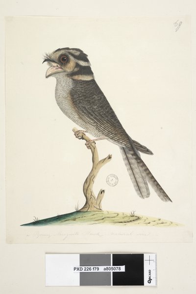 第79页。自然尺寸的小蚊子鹰巢夜鹰Aegotheles cristatus，1791-92年 作者 未知艺术家