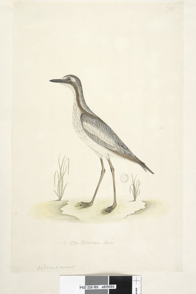 第85页。在另一只手的下中央，自然大小的1-2南部石头，le蛇Burhinus magnirostris，1791-92年 作者 未知艺术家