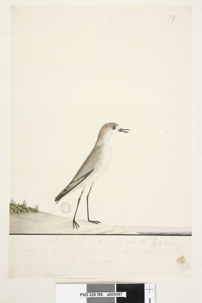 第88页。Charadrius。在另一只手的框架线以下这只鸟像沙雀一样在地面上奔跑，在海港不同地区的沙地上很常见。在第三手下方低于此大小自然尺寸红色，带盖Dotterel Charadrius alexandrinu 作者 未知艺术家