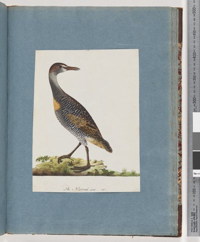 第99页。Buff-banded Rail 作者 未知艺术家