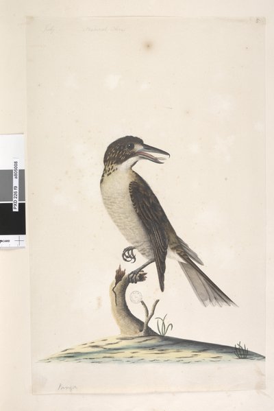 第9页。Vanga。左上角，7月，自然尺寸，灰色屠夫，鸟形乌龟，雌性，1791-92年 作者 未知艺术家