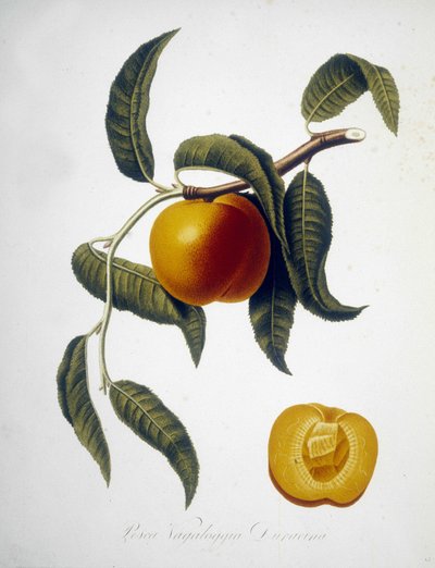 Pesca Vagaloggia Duracina（钓鱼和钓鱼分支）。 19 世纪植物标本馆。 作者 未知艺术家