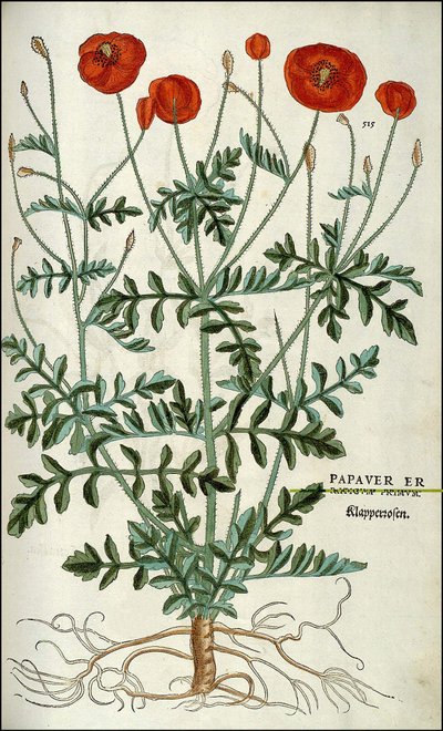 罂粟在--在 "De Historia Stirpium commentarii badges,... "作者Leonhart Fuchs 作者 未知艺术家