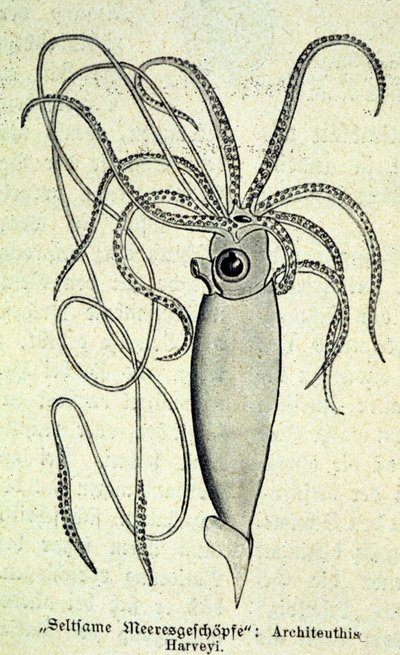 Architeuthis Harveyi，巨型乌贼的表示。 作者 未知艺术家