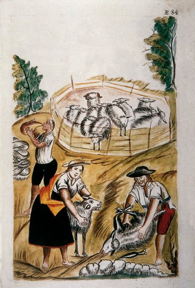 Sheep shearing, from the book "Trujillo del Peru" or "Códice Martínez Compañón", by Baltazar Martinez Compañón y Bujanda, bishop of Trujillo (1782-1785) 作者 未知艺术家