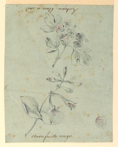 山楂和金银花枝研究 作者 未知艺术家