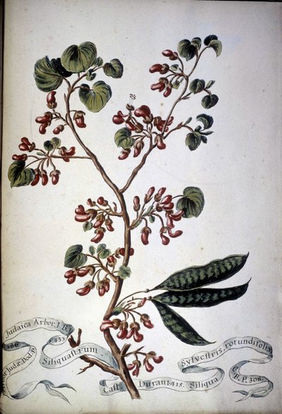Sylvestris Rotundifolia。 19 世纪植物标本馆。 作者 未知艺术家