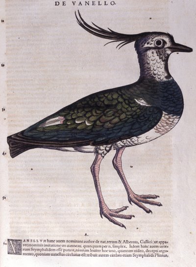 Conrad Gesner (1516 - 1565)，苏黎世的动物历史中的田鸡 作者 未知艺术家