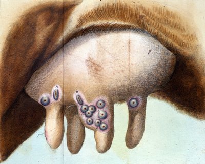 1801 年 1 月，Luigi Sacco (1769-1836) 用来接种天花疫苗的牛乳房。 Luigi Sacco 的“疫苗治疗”中的医疗盘，米兰 作者 未知艺术家