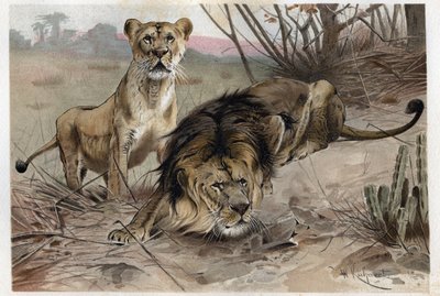 狮子（Panthera leo）--来自阿尔弗雷德-埃德蒙-布雷姆（1829-1884）的《布雷姆的动物生活》的雕刻品 作者 未知艺术家