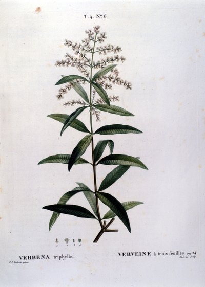 马鞭草。 19 世纪雕刻。 作者 未知艺术家
