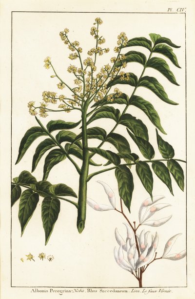 清漆树、臭椿或蜡树、Rhus succedanea 作者 未知艺术家