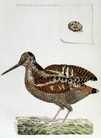 Woodcoat 和鸡蛋 (scolopax rusticola)-雕刻 作者 未知艺术家