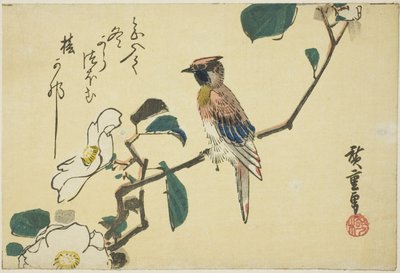 茶花枝上的黑枕黄鹂 作者 歌川宏重