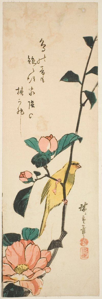 金丝雀和茶花 作者 歌川宏重