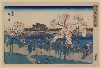 S田川沿岸的樱花。 作者 歌川宏重