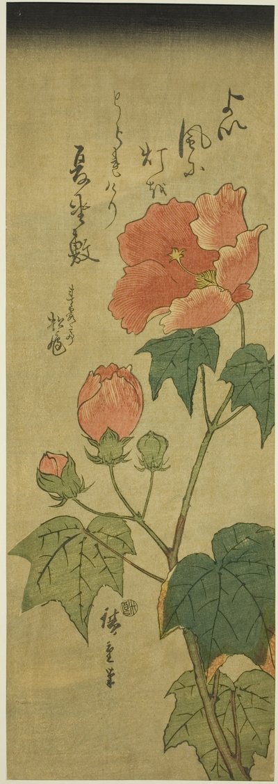 木槿花 作者 歌川宏重