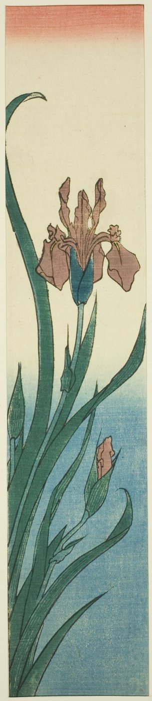 光圈 作者 歌川宏重