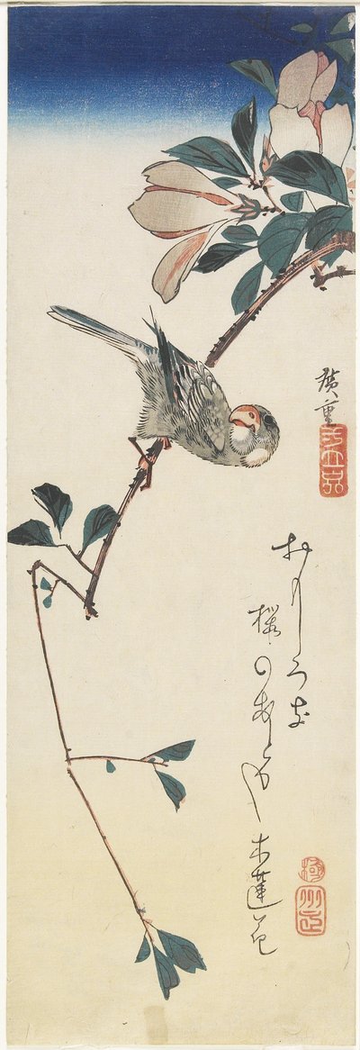 Java Sparrow和Magnolia，1834-1839 作者 Utagawa Hiroshige