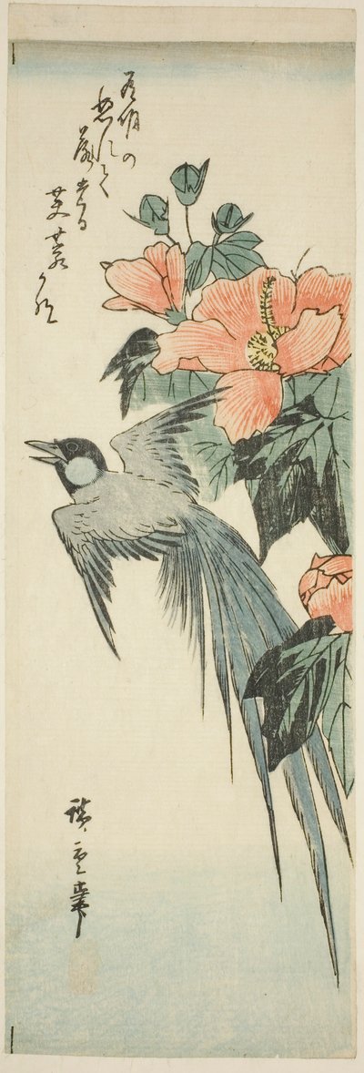 长尾鸟和芙蓉花 作者 歌川宏重