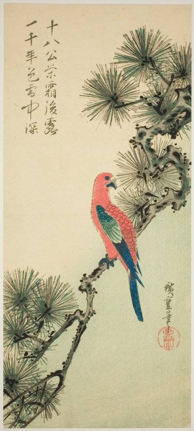 松枝上的金刚鹦鹉 作者 歌川宏重