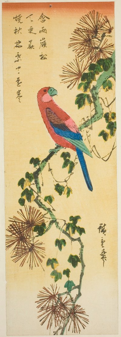 长满常春藤的松树枝上的金刚鹦鹉 作者 歌川宏重