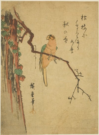 常春藤覆盖的树上的金刚鹦鹉 作者 歌川宏重
