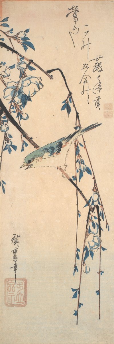 樱桃树枝上的红边蓝尾鸲 作者 歌川宏重