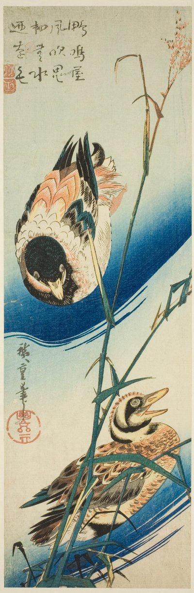 两只鸭子在芦苇丛中游泳 作者 歌川宏重