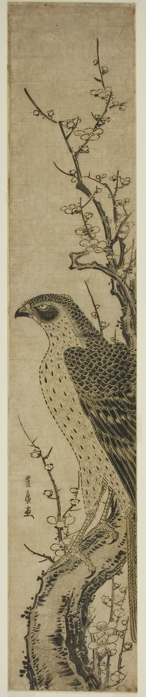 樱桃树上的鹰 作者 歌川丰洋