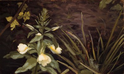 开花的月见草 作者 Valdemar Schønheyder Møller