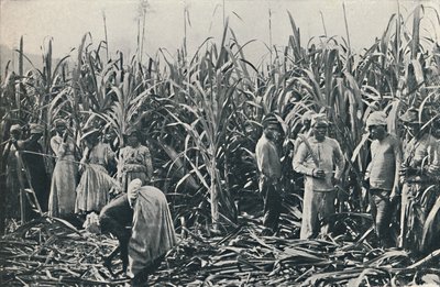 甘蔗种植园，1916年 作者 情人有限公司