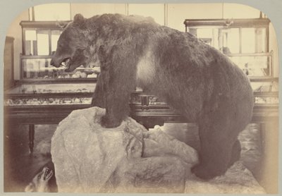 Pl. X. Grizzly Bear 作者 Victor Prevost，Gaston L. Feuardent and Co.，纽约