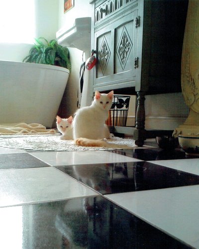 Puddy cats, 2017 作者 文森特·亚历山大·布斯