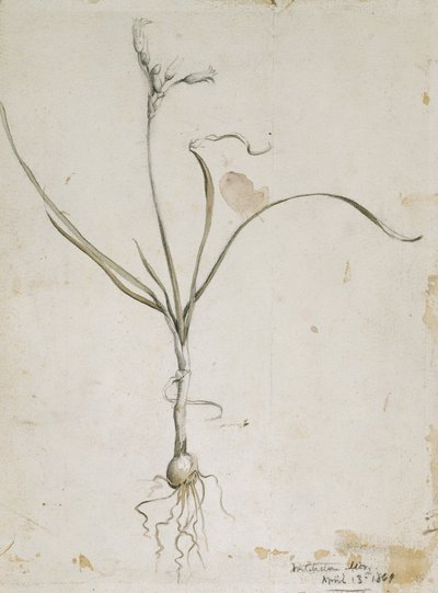 花和灯泡，威奇托山。 1869年4月13日，1869年（水彩和铅笔） 作者 文森特·科莱尔