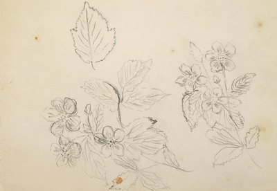 Recto：花卉研究，1869-1871 作者 文森特·科莱尔